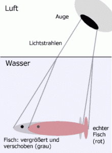 201FischGrafik